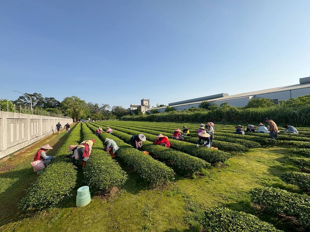 製茶技術競賽吸引國際選手同場較勁 龍潭茶農展現在地實力奪冠