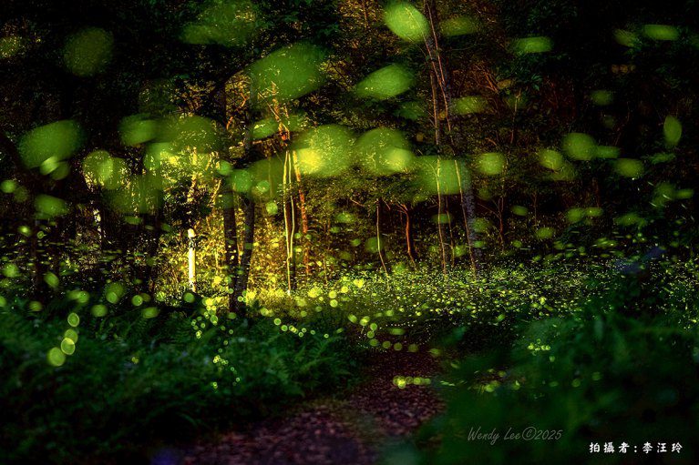 走進春夏森林! 惠蓀林場用銅板價邀您共享螢火蟲季與木文化節的熱鬧 走進春夏森林! 惠蓀林場用銅板價邀您共享螢火蟲季與木文化節的熱鬧