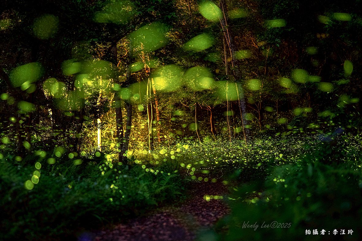 走進春夏森林 惠蓀林場銅板價享螢火蟲季木文化節