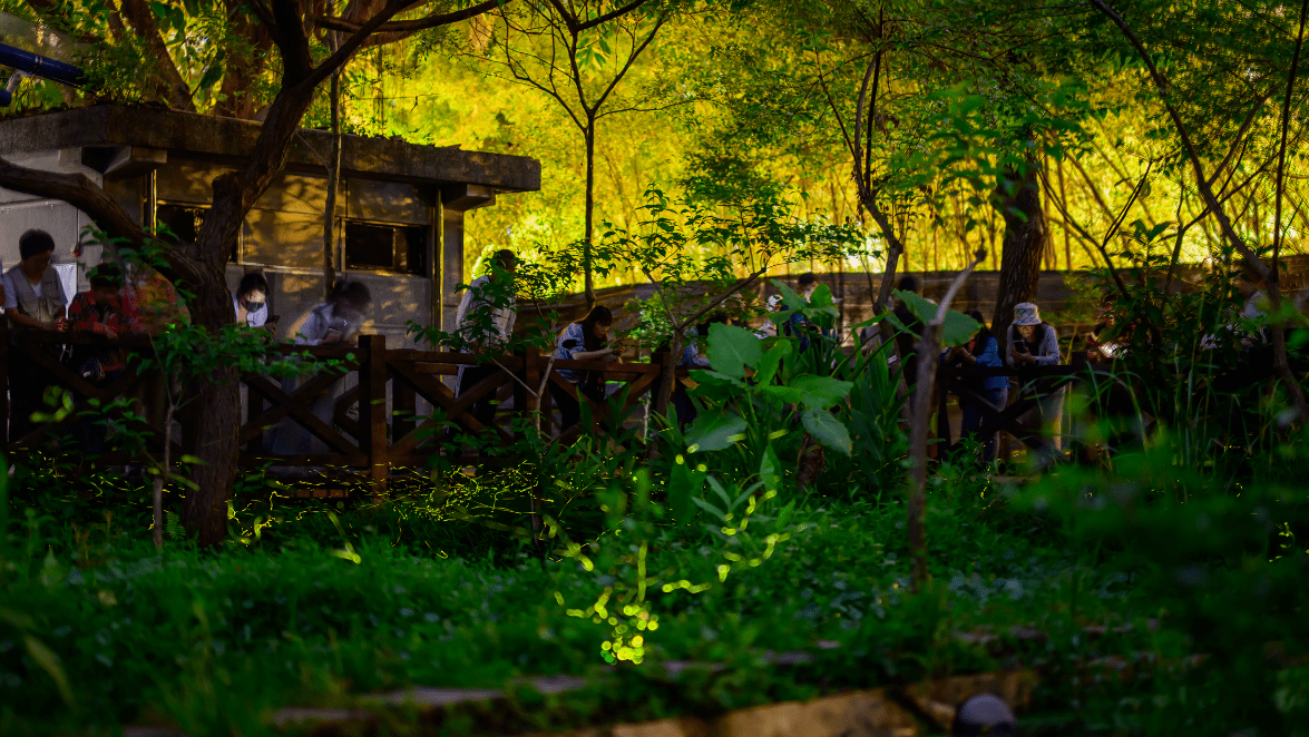 北市螢火蟲季進入尾聲 把握最後賞螢良機 北市螢火蟲季進入尾聲 把握最後賞螢良機