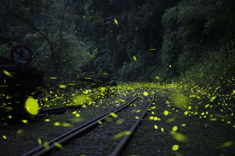 嘉義賞螢季限定!慢遊嘉義LINE官方帳號19家餐飲體驗享優惠 嘉義賞螢季限定!慢遊嘉義LINE官方帳號19家餐飲體驗享優惠