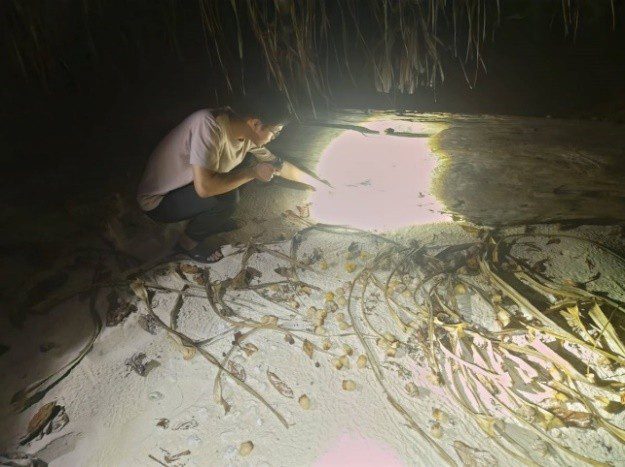 國海院探索太平島祕境 首度揭露三種陸寄居蟹棲地生態 國海院探索太平島祕境 首度揭露三種陸寄居蟹棲地生態