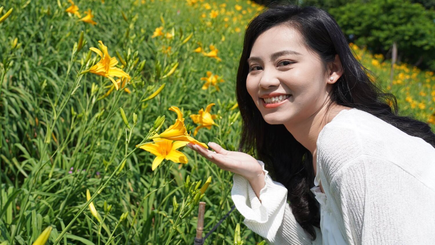 花壇虎山巖金針花季　母親節假期迎接金黃花海