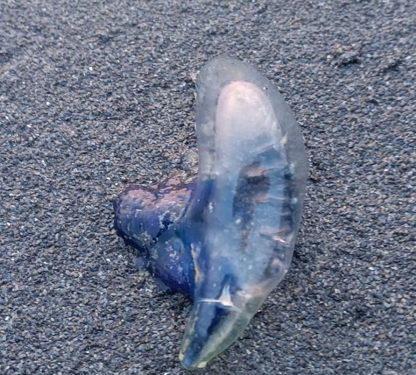 高雄西子灣沙灘發現有毒僧帽水 民眾請勿觸碰 高雄西子灣沙灘發現有毒僧帽水 民眾請勿觸碰