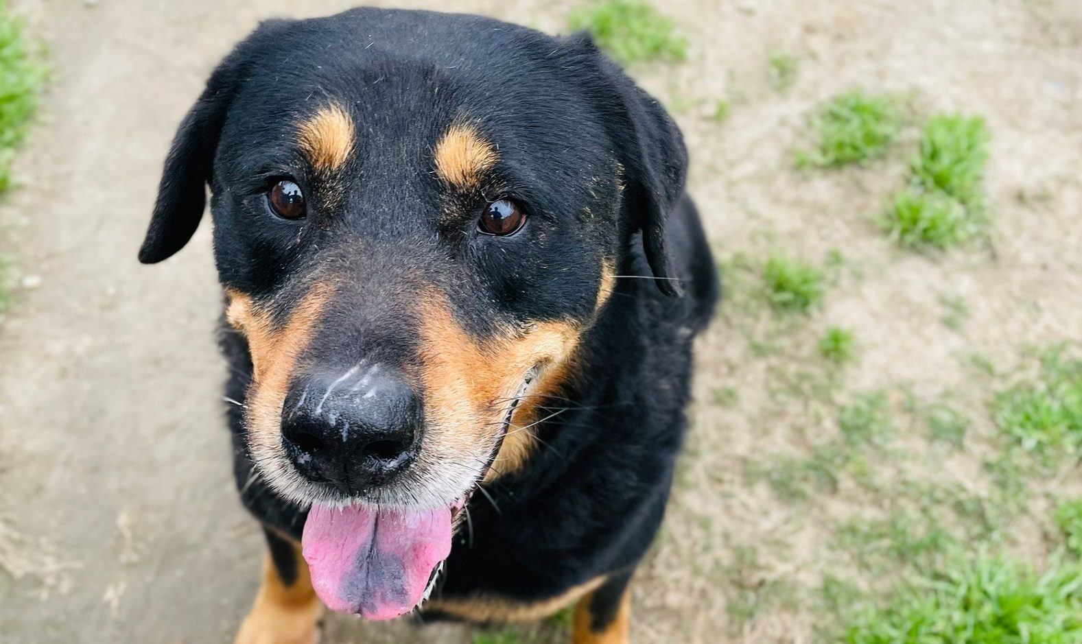 鼓勵領養代替購買!桃園動保園區認養犬貓享免費傳染病預防措施、遺體火化服務 鼓勵領養代替購買!桃園動保園區認養犬貓享免費傳染病預防措施、遺體火化服務