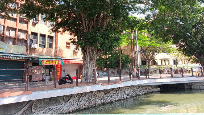 高雄蓮池潭「天空之城」奇特樹景,期間限定!要拍要快 高雄蓮池潭「天空之城」奇特樹景,期間限定!要拍要快