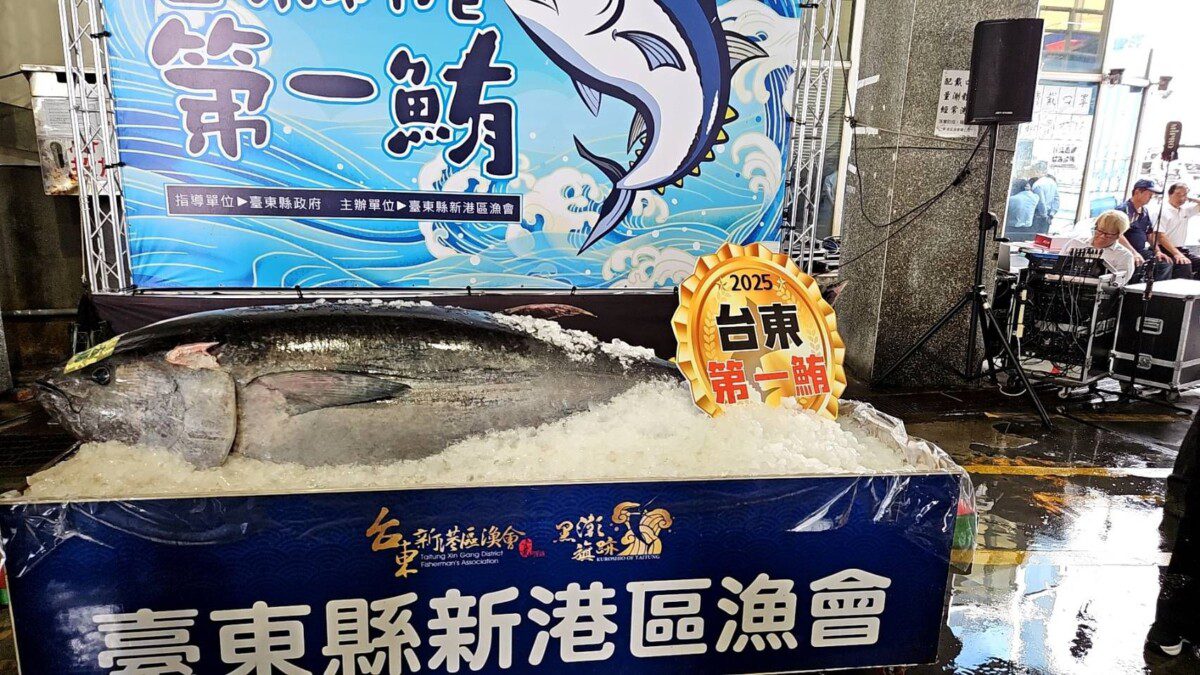 黑鮪魚季報到   臺東首頒第一鮪20萬獎金 黑鮪魚季報到   臺東首頒第一鮪20萬獎金