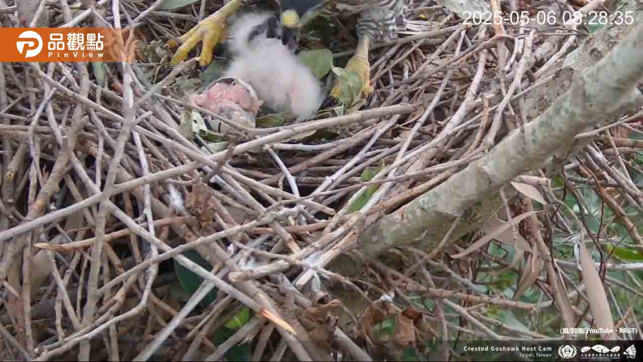台北大安區鳳頭蒼鷹「小花夫婦」蛋現破洞!全民屏息以待 台北大安區鳳頭蒼鷹「小花夫婦」蛋現破洞!全民屏息以待