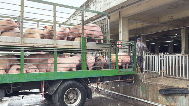 竹縣嚴格把關豬肉產地標示 楊文科籲縣民多選購國產豬 竹縣嚴格把關豬肉產地標示 楊文科籲縣民多選購國產豬