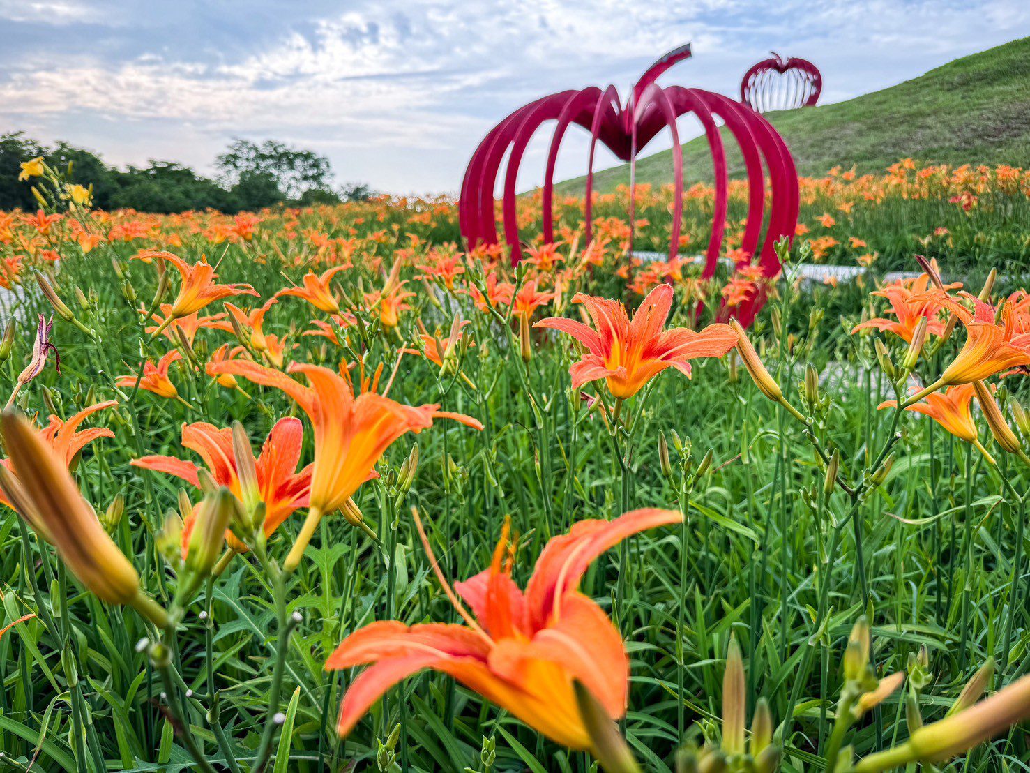 賞金針花、向日葵不必跑花東！　中市后里環保公園花海掀起賞花熱潮