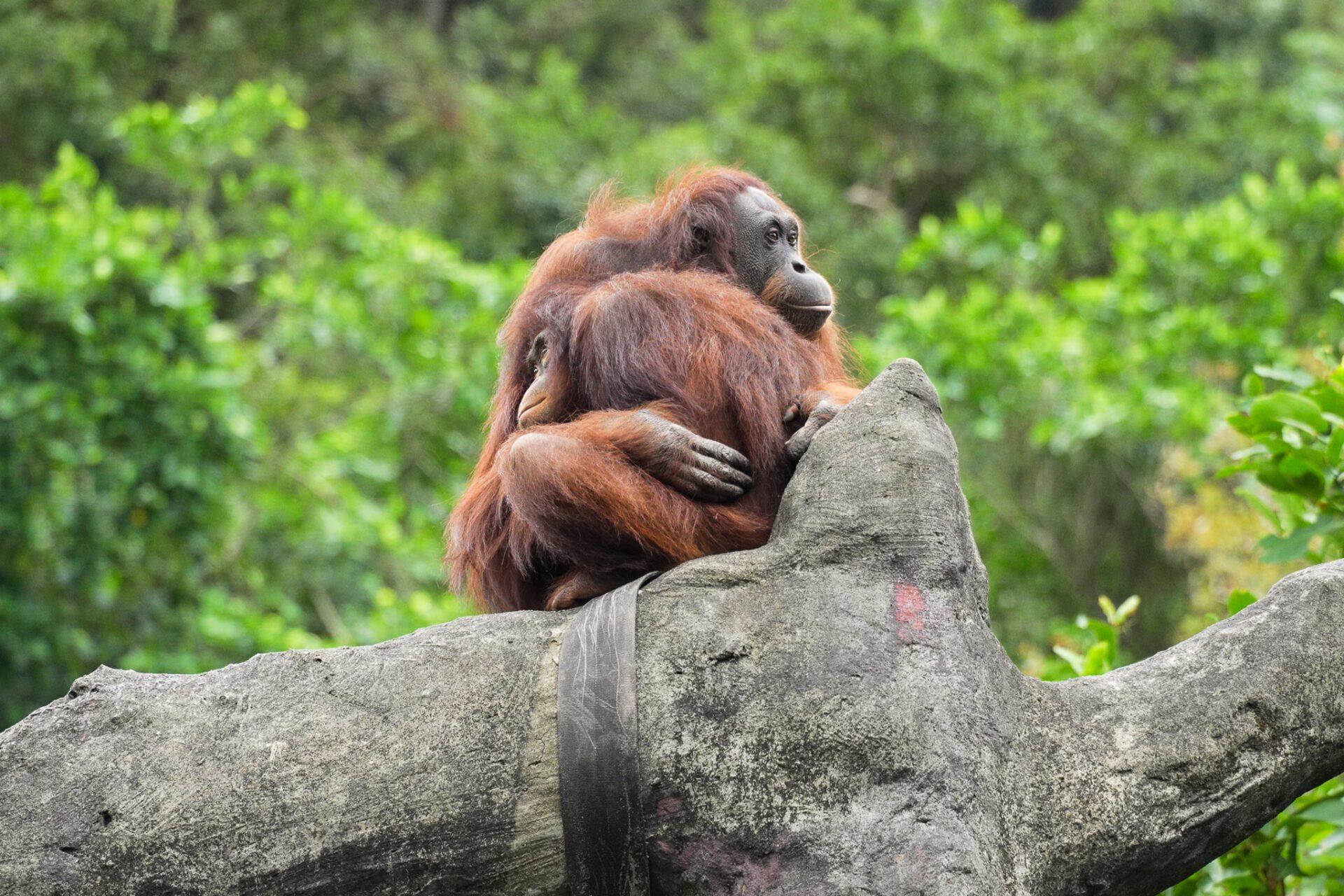 溫馨母親節！動物園為紅毛猩猩、馬來貘媽媽準備下午茶 