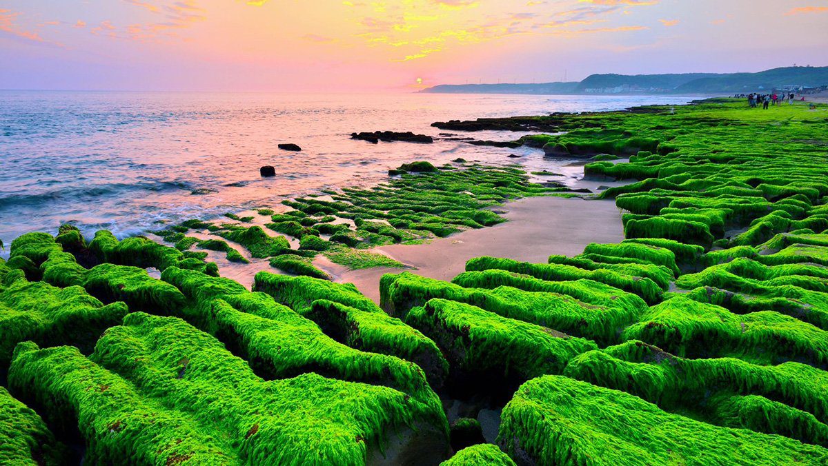 老梅綠石槽春季限定美景登場　北觀處籲遊客勿踩踏守護生態