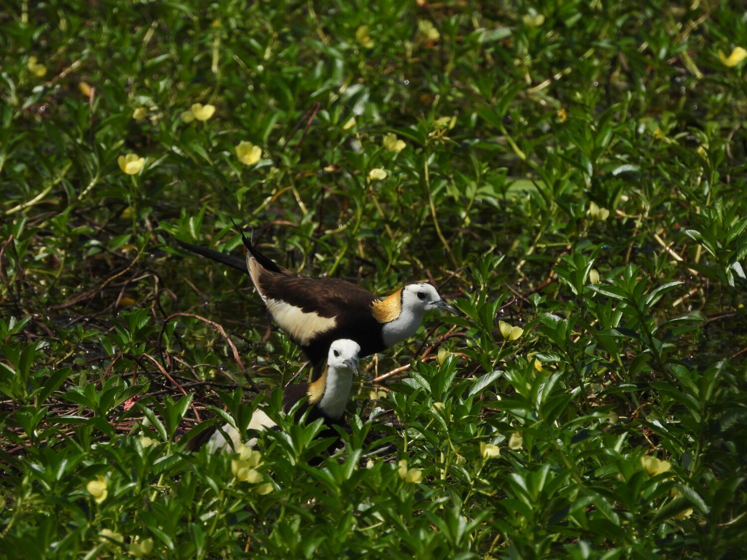 鳥界好爸爸報到！高雄洲仔濕地水雉育雛身影溫暖母親節