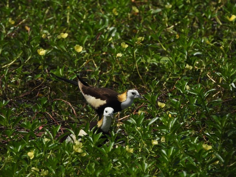 鳥界好爸爸報到!洲仔濕地水雉育雛身影溫暖母親節 鳥界好爸爸報到!洲仔濕地水雉育雛身影溫暖母親節