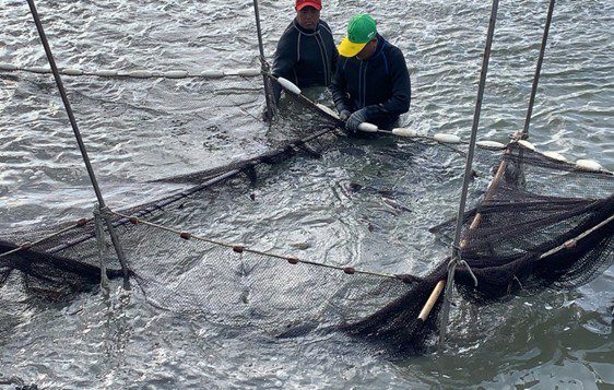養殖放養申報到5月底　海洋局提醒確實完成放養量申報保障自身權益
