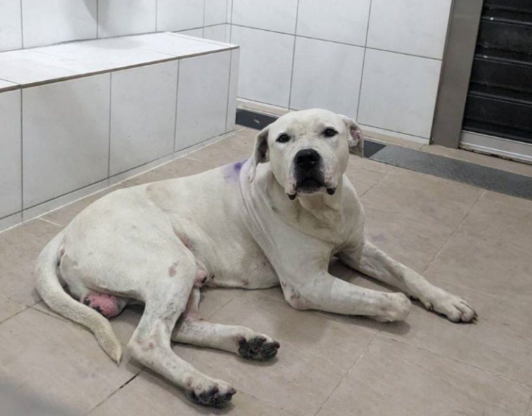 2起疑似比特犬攻擊 1傷人浪犬捕回確認非比特犬 2起疑似比特犬攻擊 1傷人浪犬捕回確認非比特犬