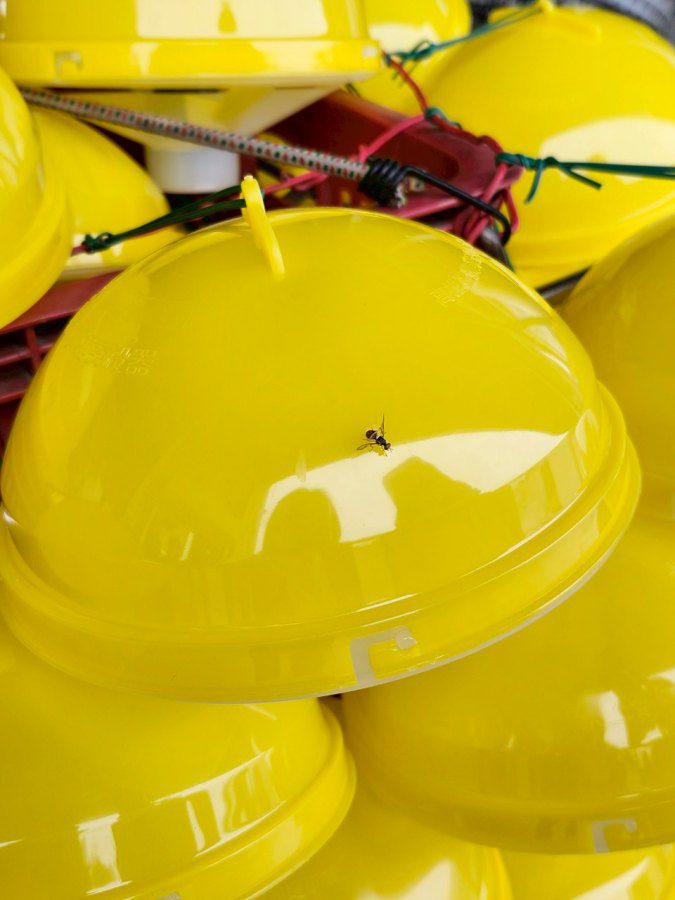 農業局佈署6,900個誘殺器備戰「東方果實蠅」　多元防治助果農