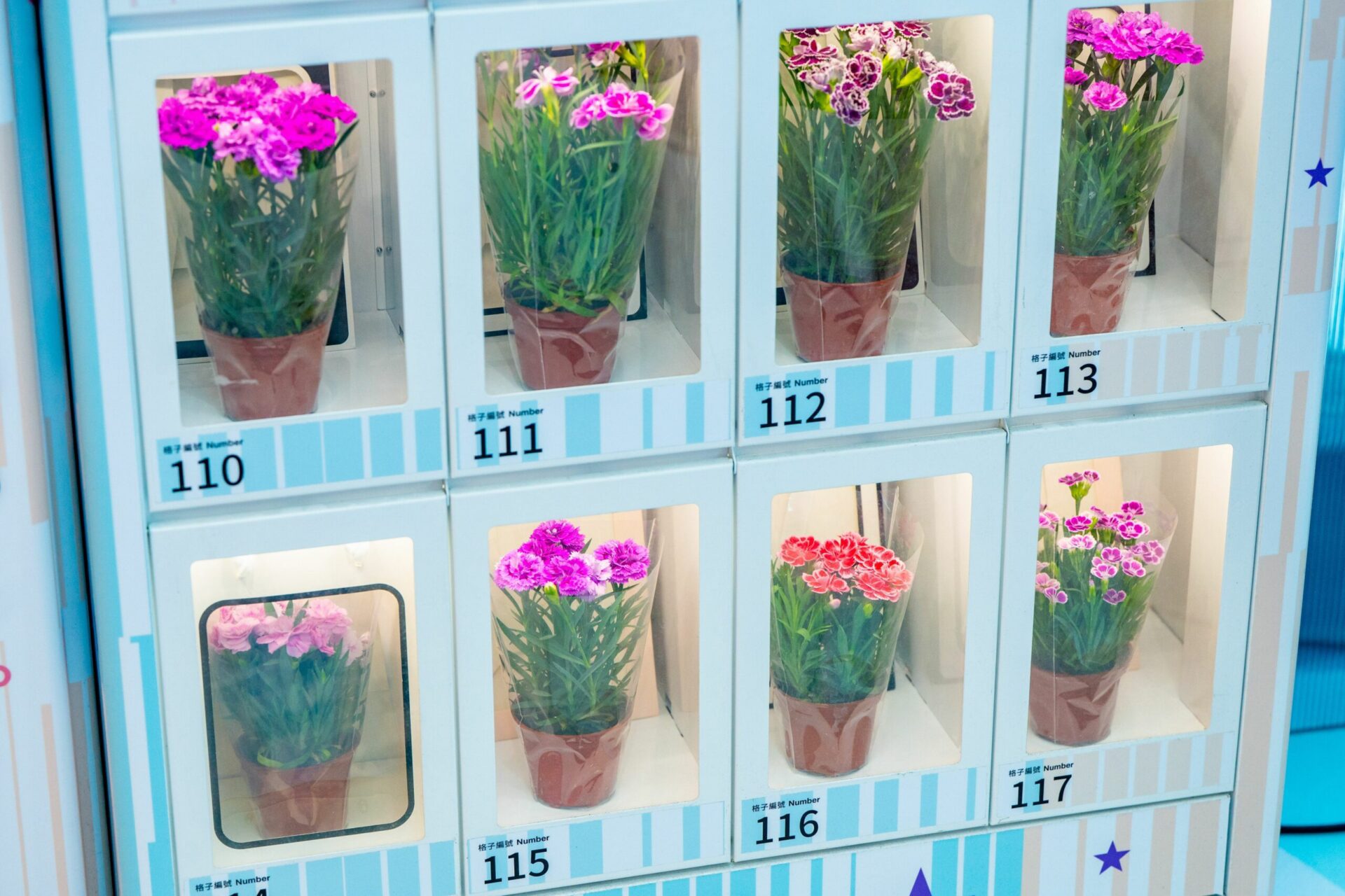 桃市府智慧1號店與在地花店、青農合作 販售母親節康乃馨 桃市府智慧1號店與在地花店、青農合作 販售母親節康乃馨