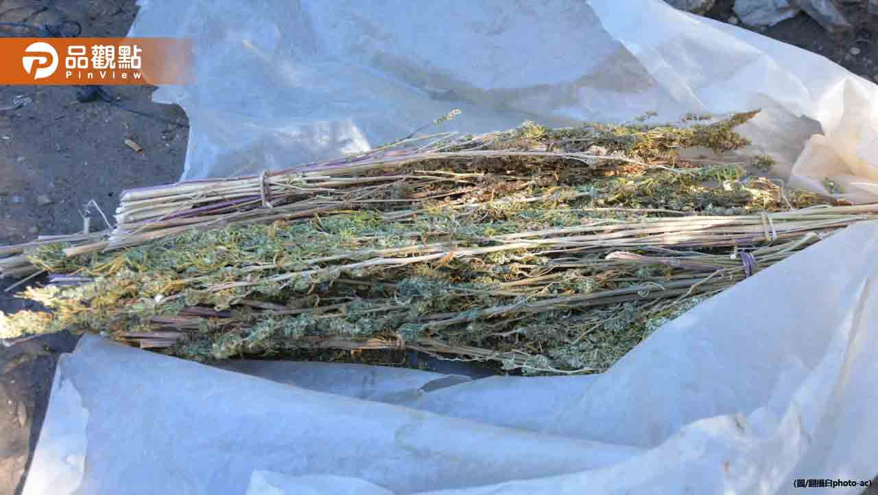 土耳其警方焚毀大麻!2.5萬居民「全嗨了」 土耳其警方焚毀大麻!2.5萬居民「全嗨了」