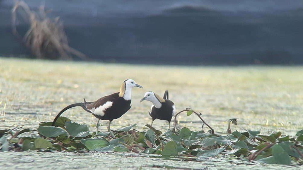 讓水雉與草鴞「安居樂業」守護農地 高雄「生態給付」獎勵補助啟動 歡迎農民申請 讓水雉與草鴞「安居樂業」守護農地 高雄「生態給付」獎勵補助啟動 歡迎農民申請