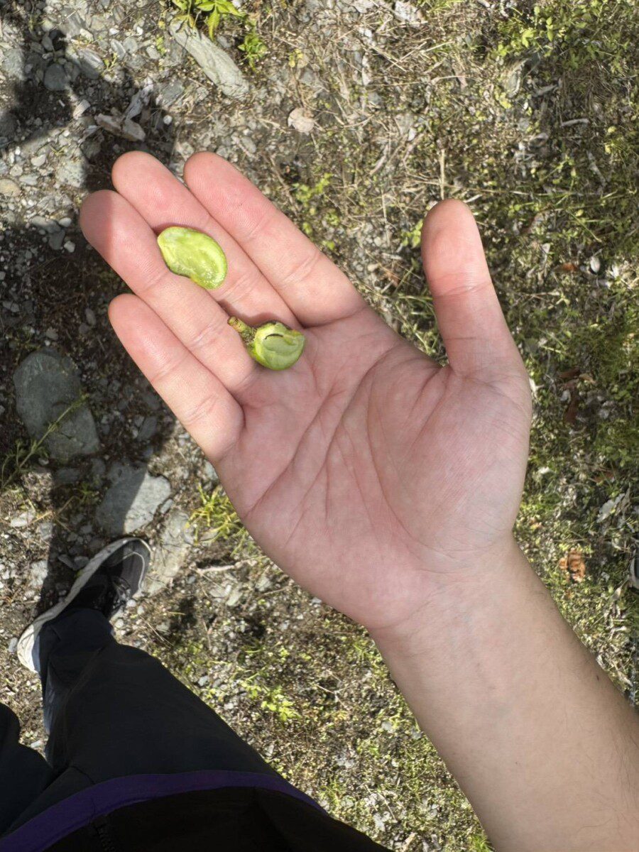 花蓮縣政府組勘災小組現勘壽豐鄉、鳳林鎮、瑞穗鄉酪梨、及瑞穗鄉改良種芒果 爭取現金救助