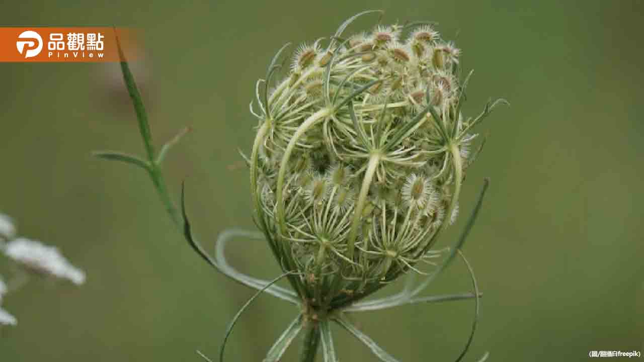 殺蟲劑標「友善寶貝毛孩」　貓咪誤觸「除蟲菊」吐沫抽搐