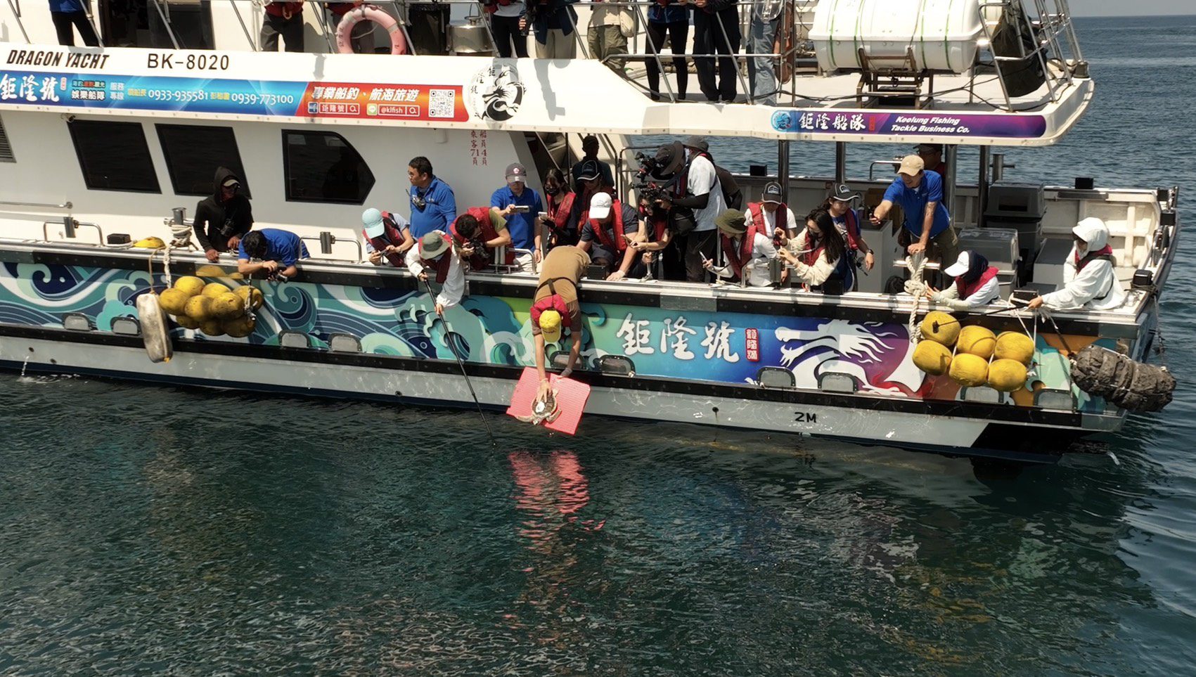 欖蠵龜-葡小龜傷癒　新北動保處、中華鯨豚協會、海保署護送回歸大海　