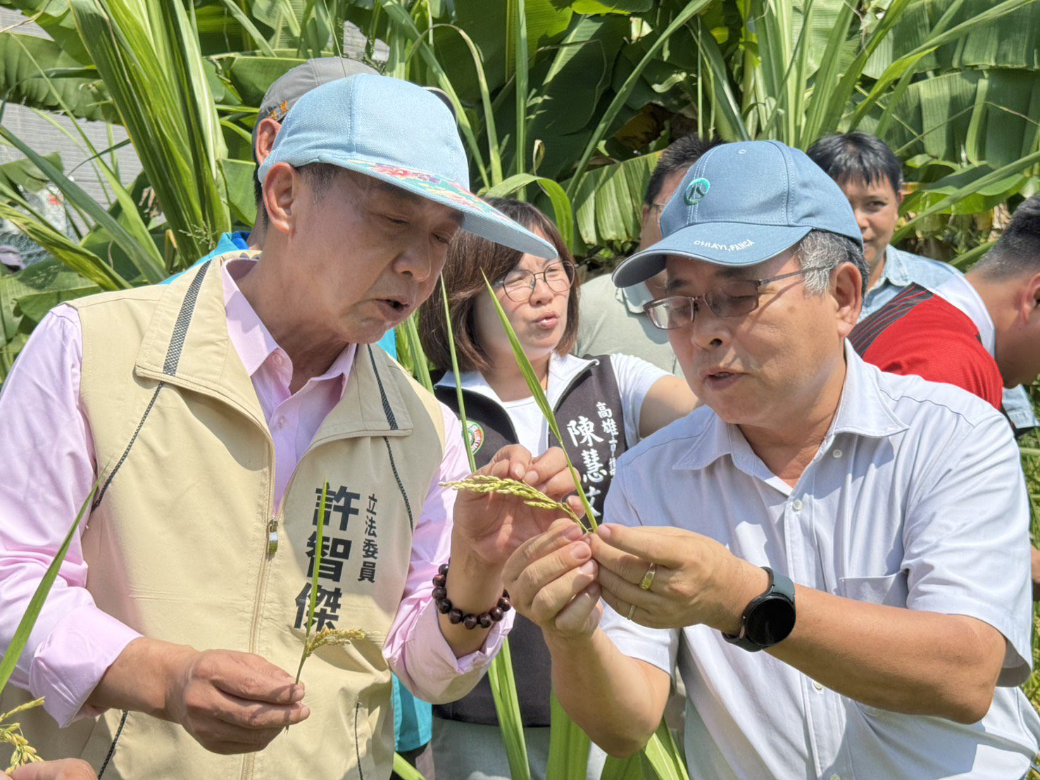 高雄稻米空包倒伏嚴重，立委許智傑出面溝通爭取農損補助