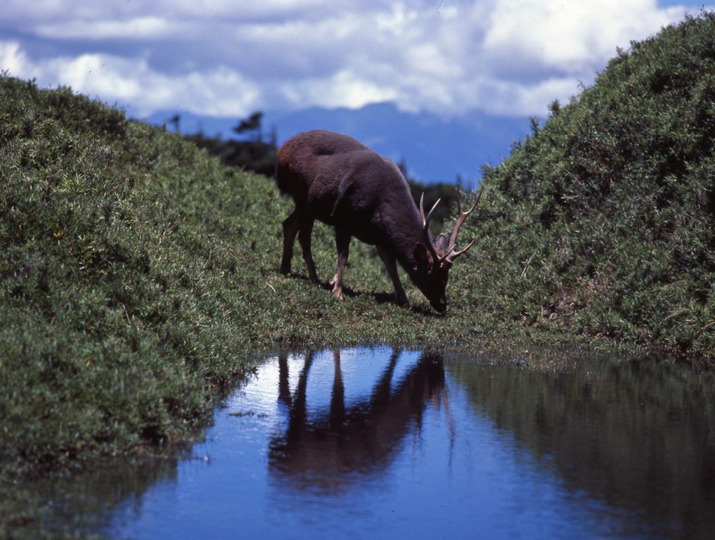 奇萊稜線一水鹿疑被獵殺 太管處嚴正呼籲莫因貪念犯法 奇萊稜線一水鹿疑被獵殺 太管處嚴正呼籲莫因貪念犯法