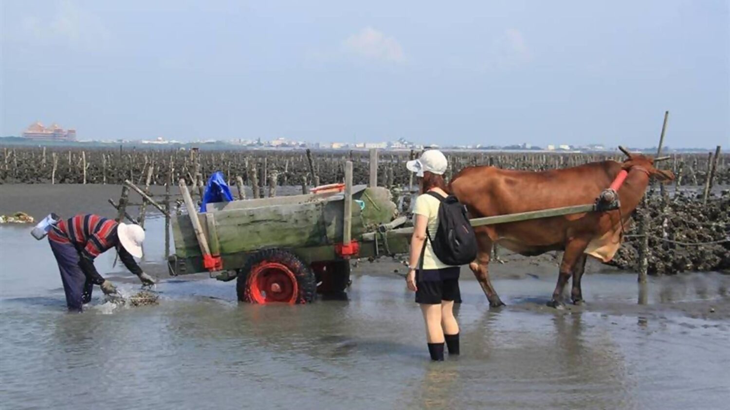 國際海牛文化節5/18芳苑普天宮登場 國際海牛文化節5/18芳苑普天宮登場