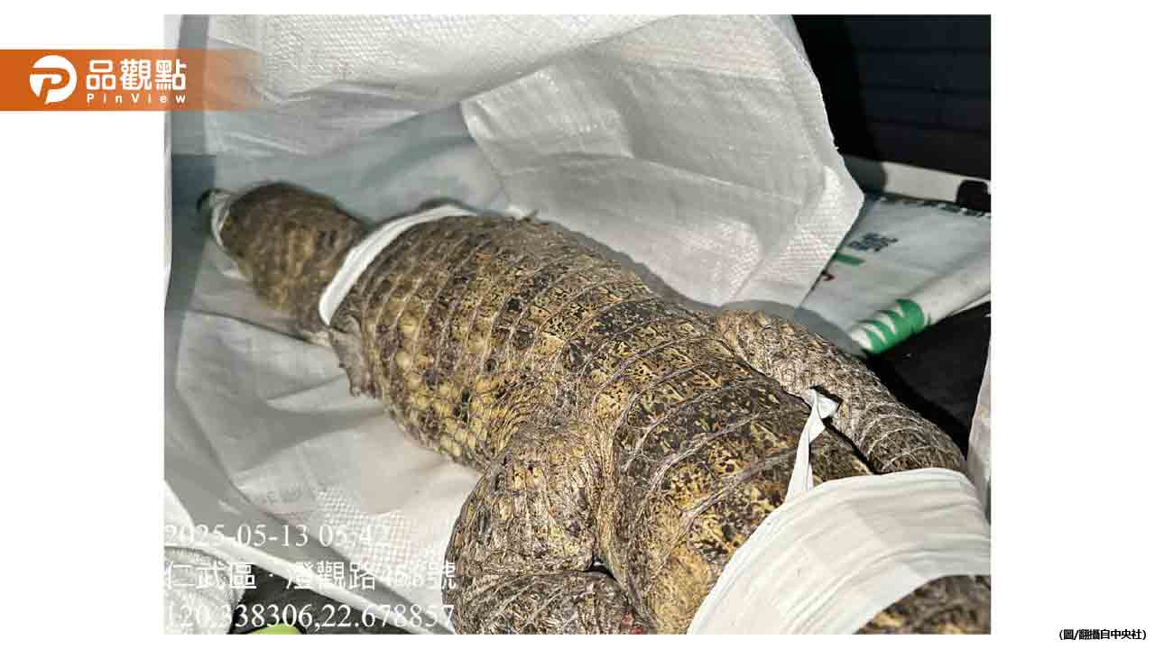 高雄街頭竟然出現1.5m鱷魚!民眾嚇傻:亞馬遜? 高雄街頭竟然出現1.5m鱷魚!民眾嚇傻:亞馬遜?