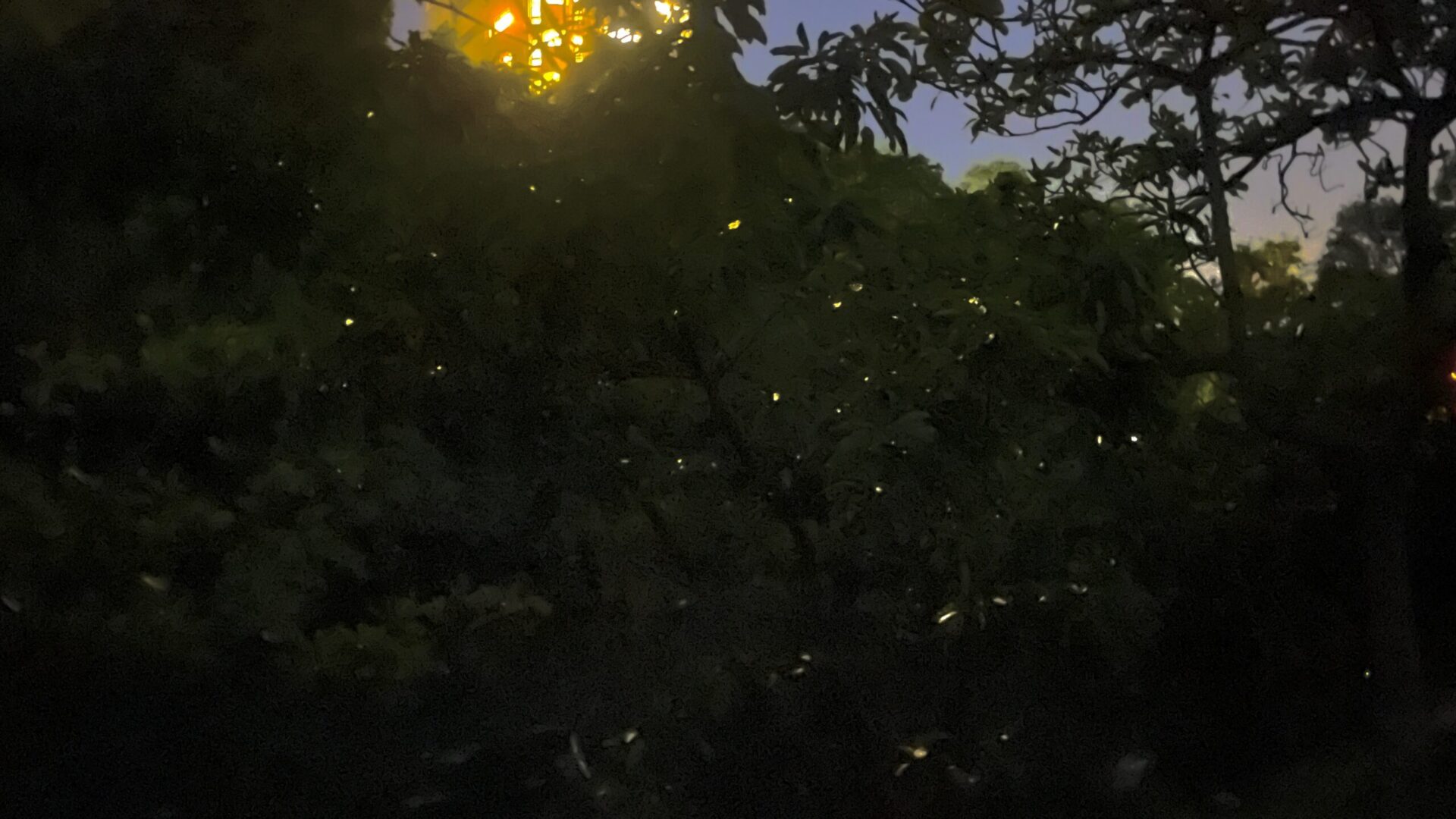 桃園水務局山豬湖賞螢活動獲熱烈回響 報名開放即秒殺 桃園水務局山豬湖賞螢活動獲熱烈回響 報名開放即秒殺