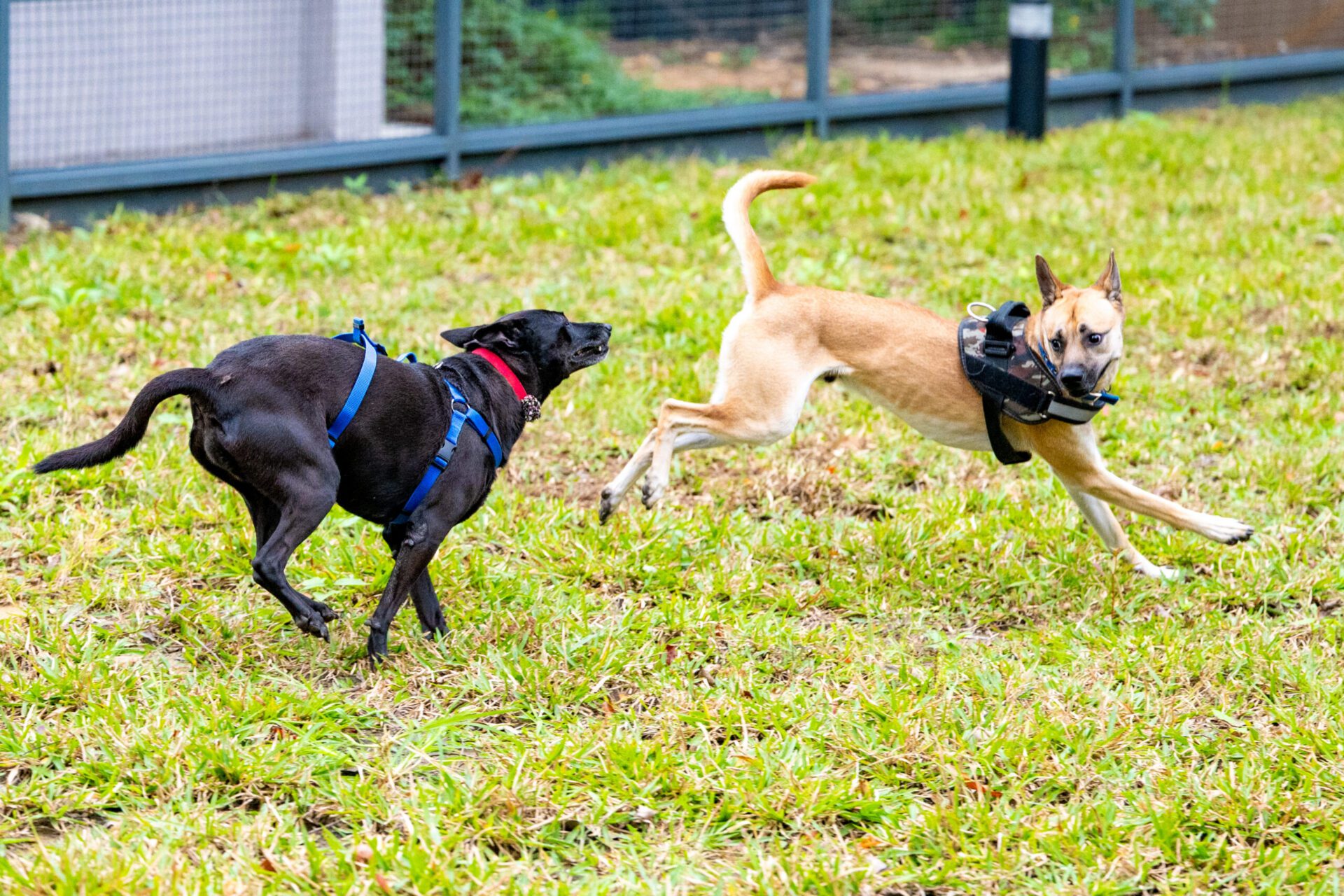 桃園寵物友善公園全台最多 毛孩小孩放電首選 桃園寵物友善公園全台最多 毛孩小孩放電首選