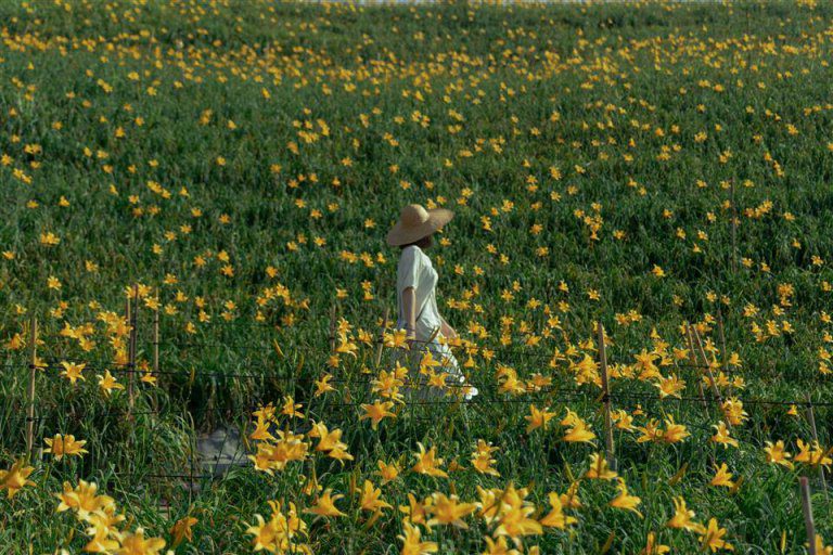 追花趣!花季浪漫啟程~ 彰化初夏多樣花卉接力綻放 追花趣!花季浪漫啟程~ 彰化初夏多樣花卉接力綻放