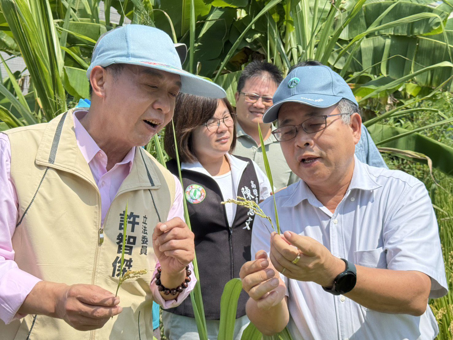 農民嘆空包稻損失慘重 立委許智傑勘災爭取補助 農民嘆空包稻損失慘重 立委許智傑勘災爭取補助