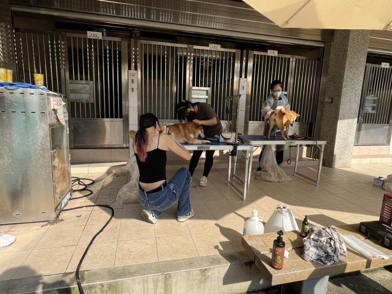 竹縣重罰41.5萬惡意遺棄柴犬飼主　   16隻柴犬已恢復元氣迎接新狗生