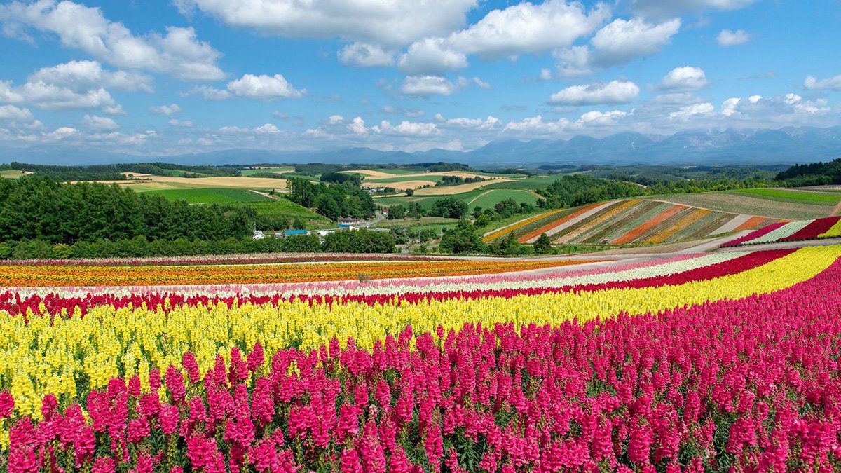 泰越捷宣布復航桃園-札幌直飛航線 2025暑假起每週四班直飛北海道! 泰越捷宣布復航桃園-札幌直飛航線 2025暑假起每週四班直飛北海道!