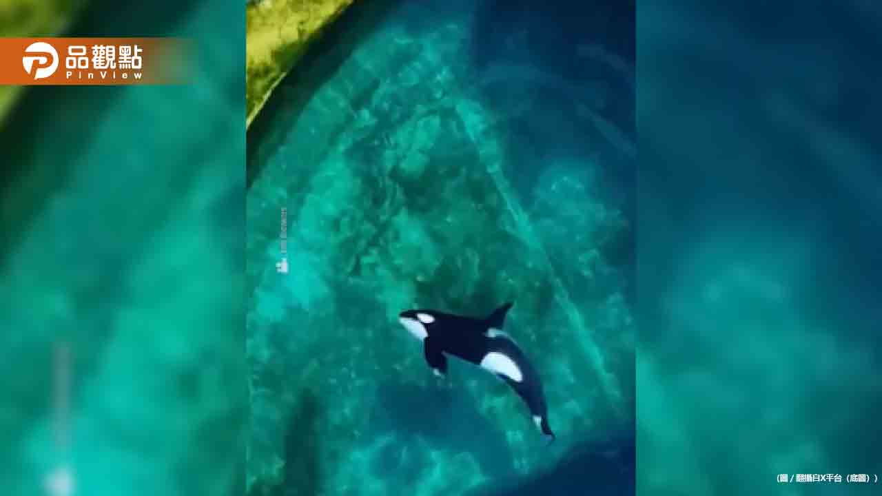 水族館停業!虎鯨、海豚被困「爛池」超無助徘徊 水族館停業!虎鯨、海豚被困「爛池」超無助徘徊