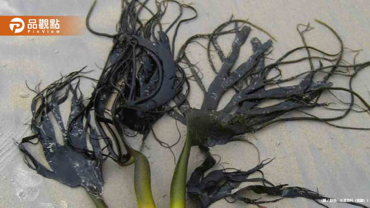 便當裡的神秘黑色「電話線」竟是超級食物！專家揭驚人營養價值