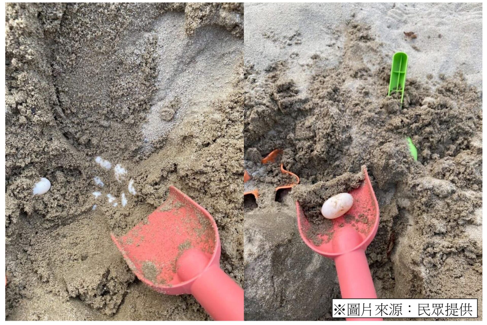 台中豐樂公園驚見斑龜產卵！　建設局擬設「烏龜友善產房」營造友善棲地