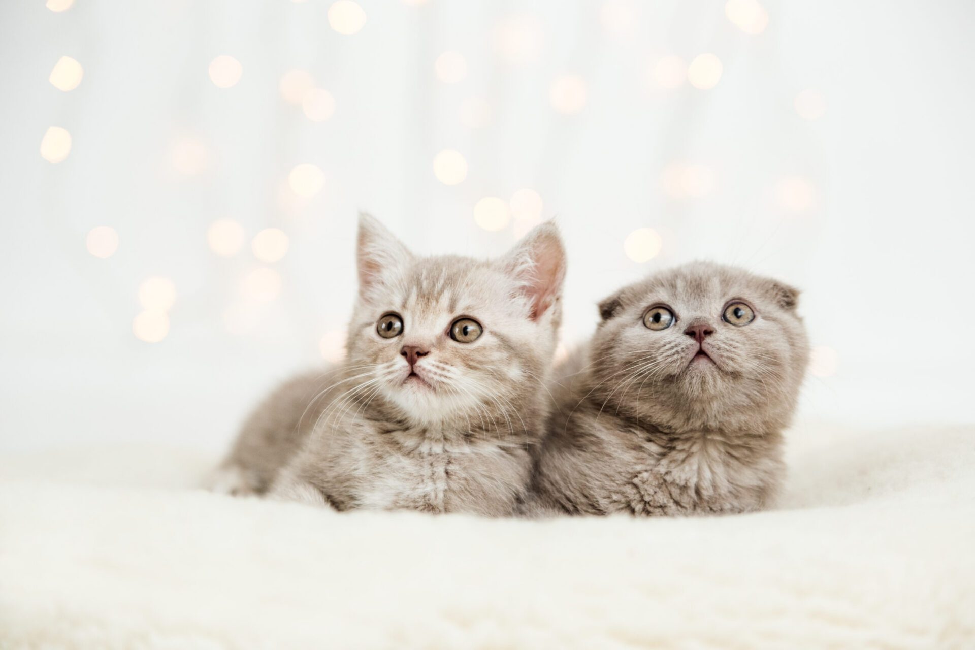 蘆竹社宅幼貓墜樓亡 飼主出國疏於照護將遭終止租約