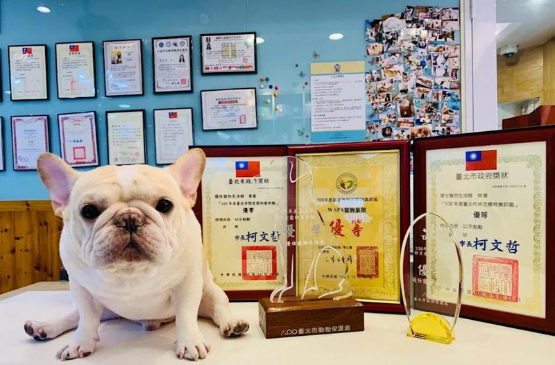 台北大安區寵物旅館推薦 不關籠住宿與低敏寵物美容 打造毛孩五星級享受 台北大安區寵物旅館推薦 不關籠住宿與低敏寵物美容 打造毛孩五星級享受