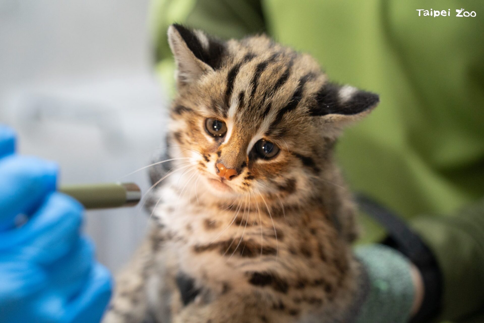 小石虎命名揭曉！「捲心蛋 」、「 捲心糕」獲選 新名字陪石虎野放成長