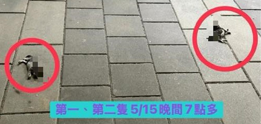 蘆竹社宅頻傳幼貓墜樓 破門驚見幼貓、鴿子屍體