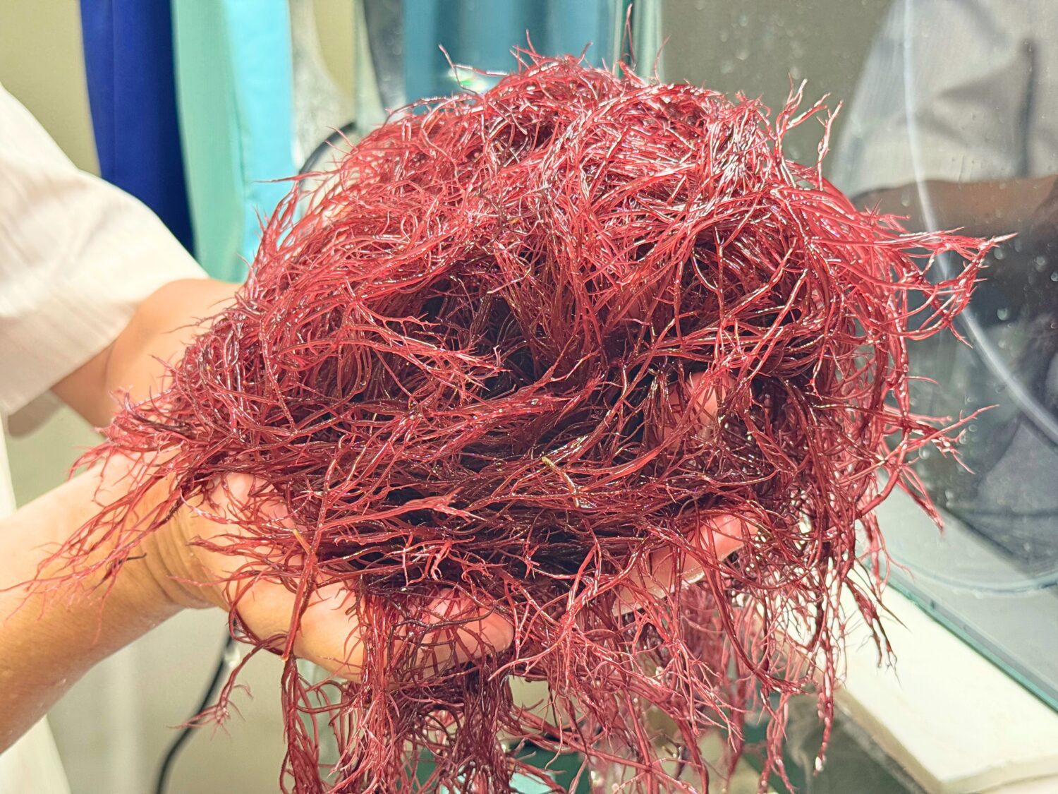 中山大學團隊紅翎藻固碳研究 開創海水結合畜牧廢水養殖新路徑 中山大學團隊紅翎藻固碳研究 開創海水結合畜牧廢水養殖新路徑