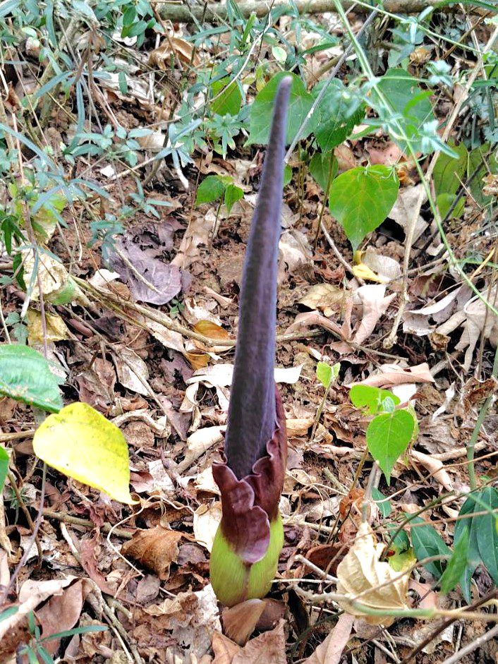 自管處啟動魔芋巡守計畫.邀大家共同守護臺灣特有種 自管處啟動魔芋巡守計畫.邀大家共同守護臺灣特有種