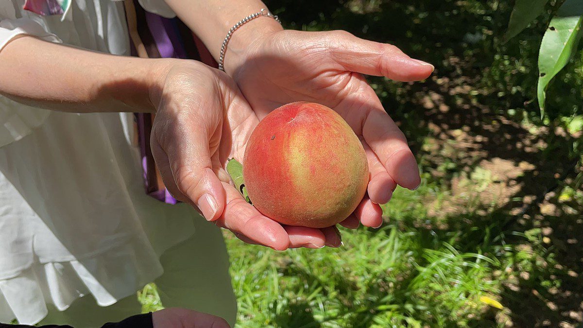 健走撿好康、水蜜桃吃到飽!拉拉山健走活動最後30名額等你搶! 健走撿好康、水蜜桃吃到飽!拉拉山健走活動最後30名額等你搶!