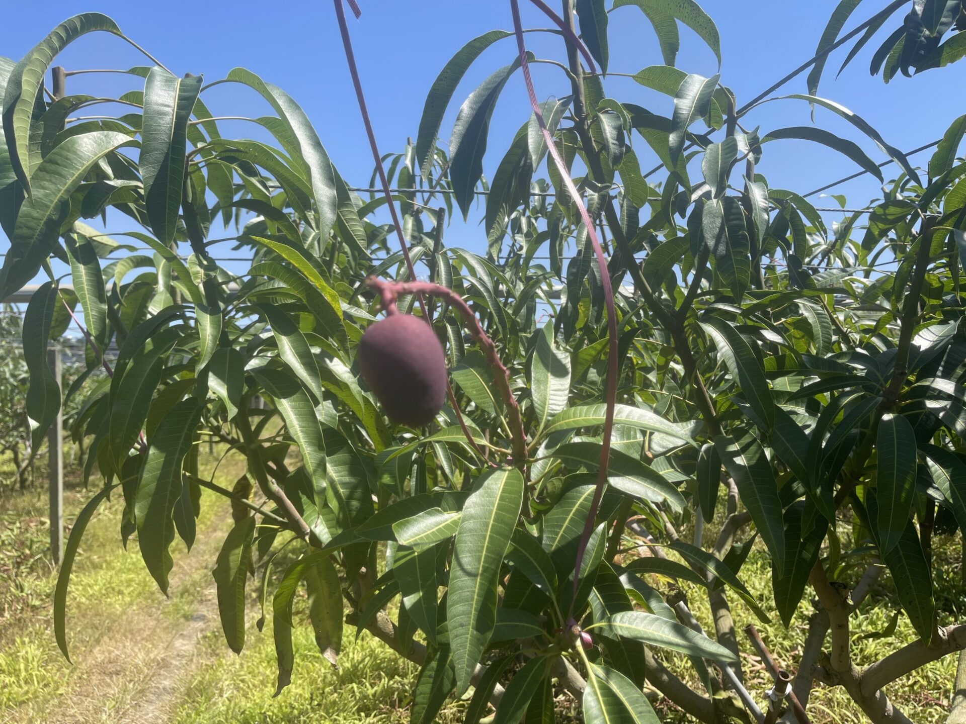 低溫造成中市改良種芒果災損 6/5前可申請現金救助 低溫造成中市改良種芒果災損 6/5前可申請現金救助