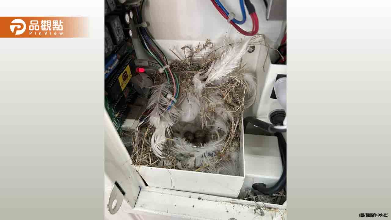 洗車場狂撿到10元硬幣!「投幣箱秒吐錢」竟是麻雀築巢孵蛋 洗車場狂撿到10元硬幣!「投幣箱秒吐錢」竟是麻雀築巢孵蛋