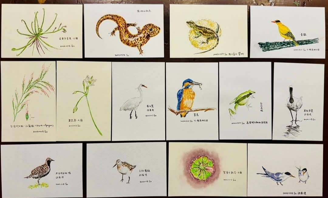 桃園生態復育有成!瀕危動物陸續現蹤 蘇俊賓感謝各界守護多樣性 桃園生態復育有成!瀕危動物陸續現蹤 蘇俊賓感謝各界守護多樣性